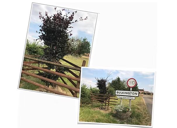 Bulkington in Bloom one